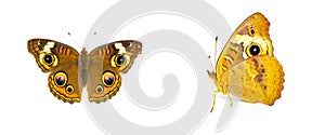 Common buckeye butterfly - Junonia coenia - isolated on white background two views
