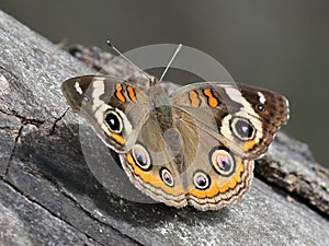 Common Buckeye Butterfly - Junonia coenia