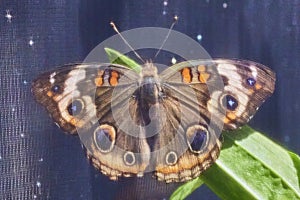 The Common buckeye butterfly, Junonia coenia on a wire mesh.
