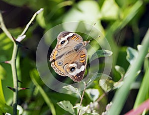 Common Buckeye Butterfly on low vegetation
