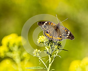 A common buckeye butterfly pollinating on a milkweed.