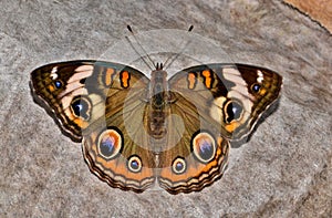 Common Buckeye butterfly resting on the ground.