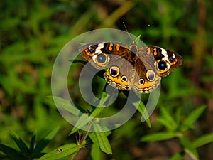 Common Buckeye Butterfly Resting From Heat