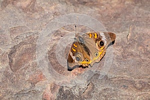 Common Buckeye Butterfly on a Stone Path