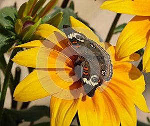 A common buckeye butterfly on a sunflower