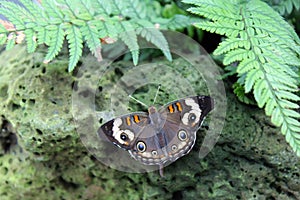 A Common Buckeye Butterfly with wings open resting on an igneous rock