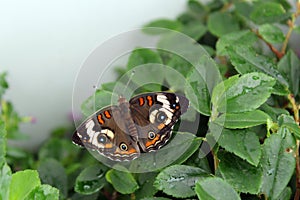 A Common Buckeye Butterfly with wings open resting on leaves of a plant