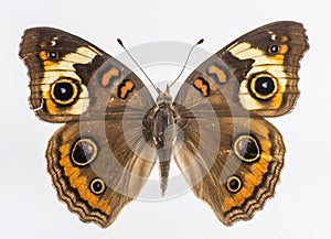 Common Buckeye photo