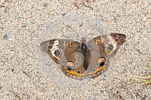 Common Buckeye - Junonia coenia