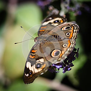 Common Buckeye Junonia Coenia