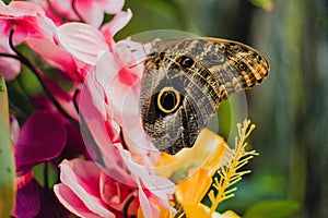 Common buckeye Junonia coenia butterfly on a beautiful pink flower in Schmetterlinghaus, Vienna, Austria