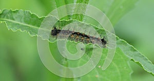 Common Buckeye, Junonia coenia, caterpillar on a green leaf 4K