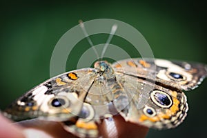 Common Buckeye Junonia Coenia
