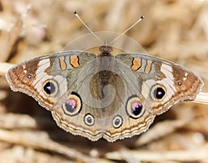 Common Buckeye perched on forest floor.
