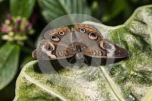 Common buckeye or simply, buckeye, (Junonia coenia)