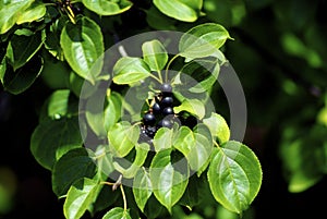 Common Buckthorn Berries  60622