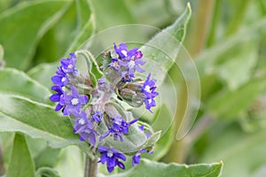 Common bugloss Anchusa officinalis, purple-blue flowers