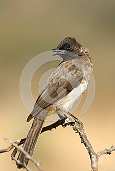 Common bulbul