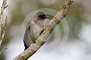 Common Bulbul