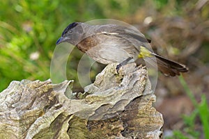 Common Bulbul