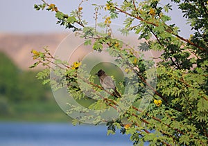 common bulbul bird (Pycnonotus barbatus) on Acacia tree in Aswan