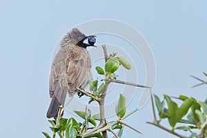 Common Bulbul, Eating Fruit