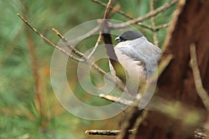 Common bullfinch