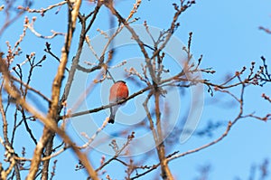 Common bullfinch bird sit on the branches