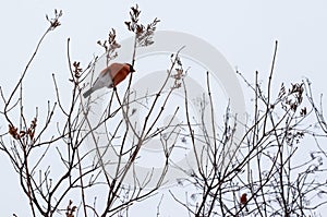 Common bullfinch on a tree