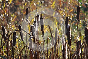 Common Bulrush plants autumn nature background