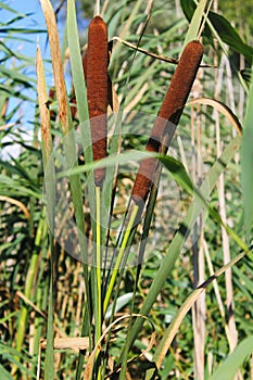 Common bulrush (Typha latifolia)