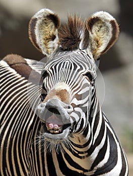 Common or burchells zebra kenya ,africa