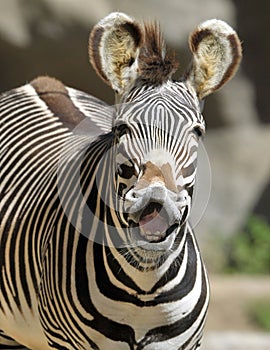 Common or burchells zebra,kenya ,africa