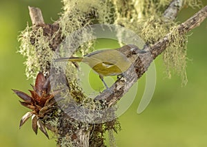 Common bush tanager, also referred to as common chlorospingus  Chlorospingus flavopectus, Costa Rica photo