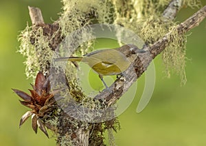 Common bush tanager, also referred to as common chlorospingus  Chlorospingus flavopectus, Costa Rica