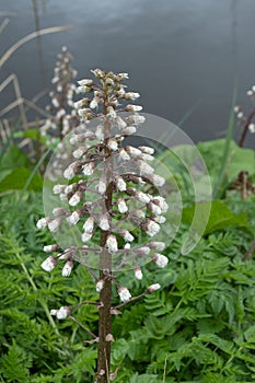 Common Butterbur Petasites hybridus, flower stalk with seeds