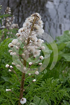 Common Butterbur Petasites hybridus, flower stalk with seeds at waterfront