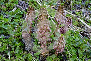 Common Butterbur, Petasites hybridus