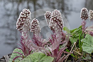 Common Butterbur Petasites hybridus, several flower stalks at waterfront