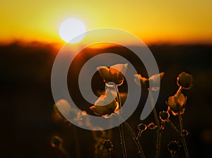 Common buttercups and setting sun