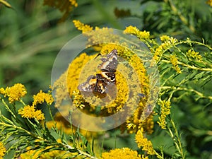 Common Butterflies,Moths, Monarchs Bees,Wasp