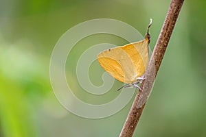 Common Butterfly