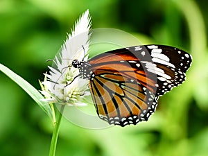 Common Butterfly