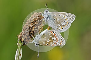 Common Butterfly Blue - Pair mating