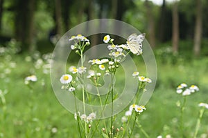 Common butterfly feeding on field flowers