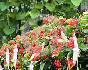 Common Butterfly in Hong Kong