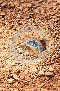 Common Butterfly lizard emerge from the burrow on gravel dirt ground