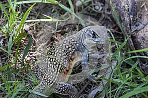 Common butterfly lizard at Huai Kha Khaeng wildlife sanctuary