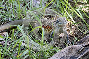 Common butterfly lizard at Huai Kha Khaeng wildlife sanctuary