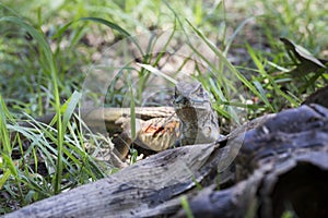 Common butterfly lizard at Huai Kha Khaeng wildlife sanctuary